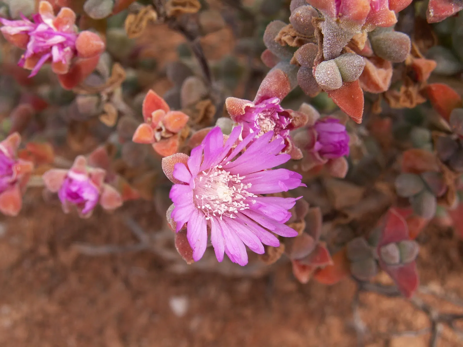 Red Spike Iceplant (Cephalophyllum Alstonii) — The Red Spike Iceplant (Cephalophyllum alstonii) is a drought-tolerant succulent