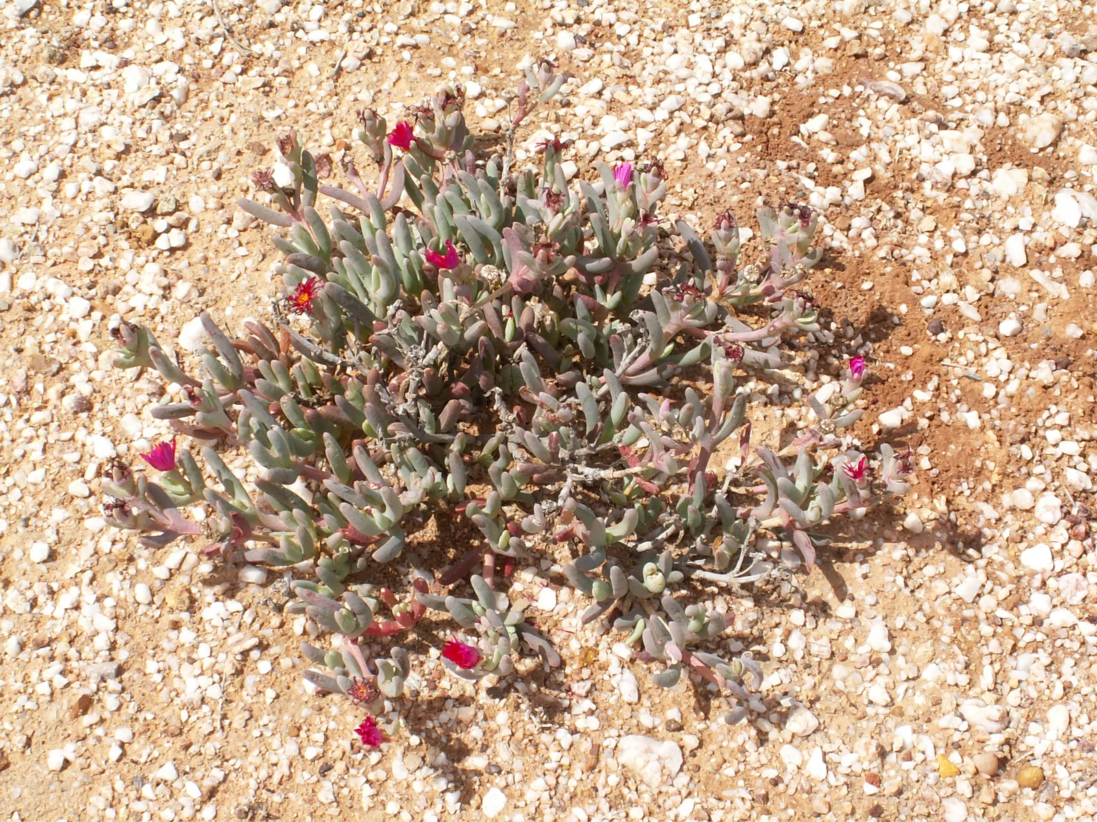 Red Spike Iceplant (Cephalophyllum Alstonii) — Its vibrant hue provides striking contrast in arid landscapes
