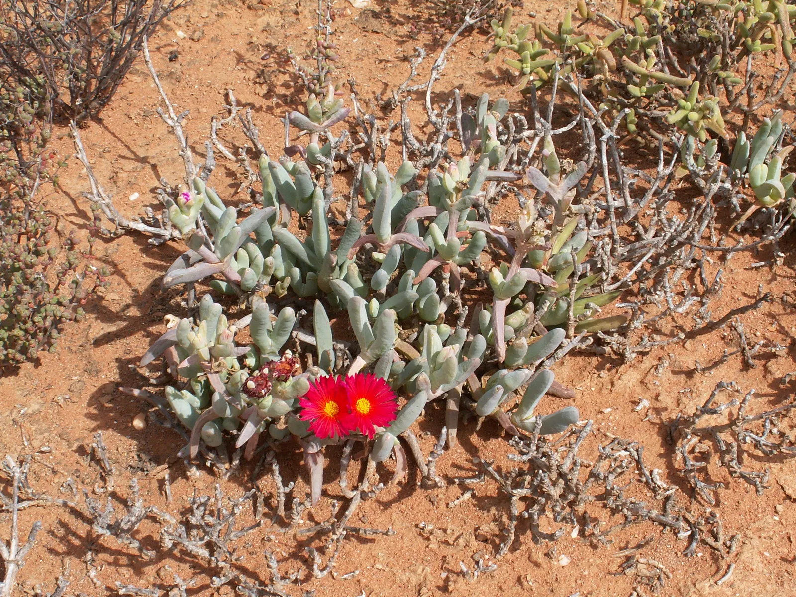 Red Spike Iceplant (Cephalophyllum Alstonii) — scientifically termed Cephalophyllum alstonii