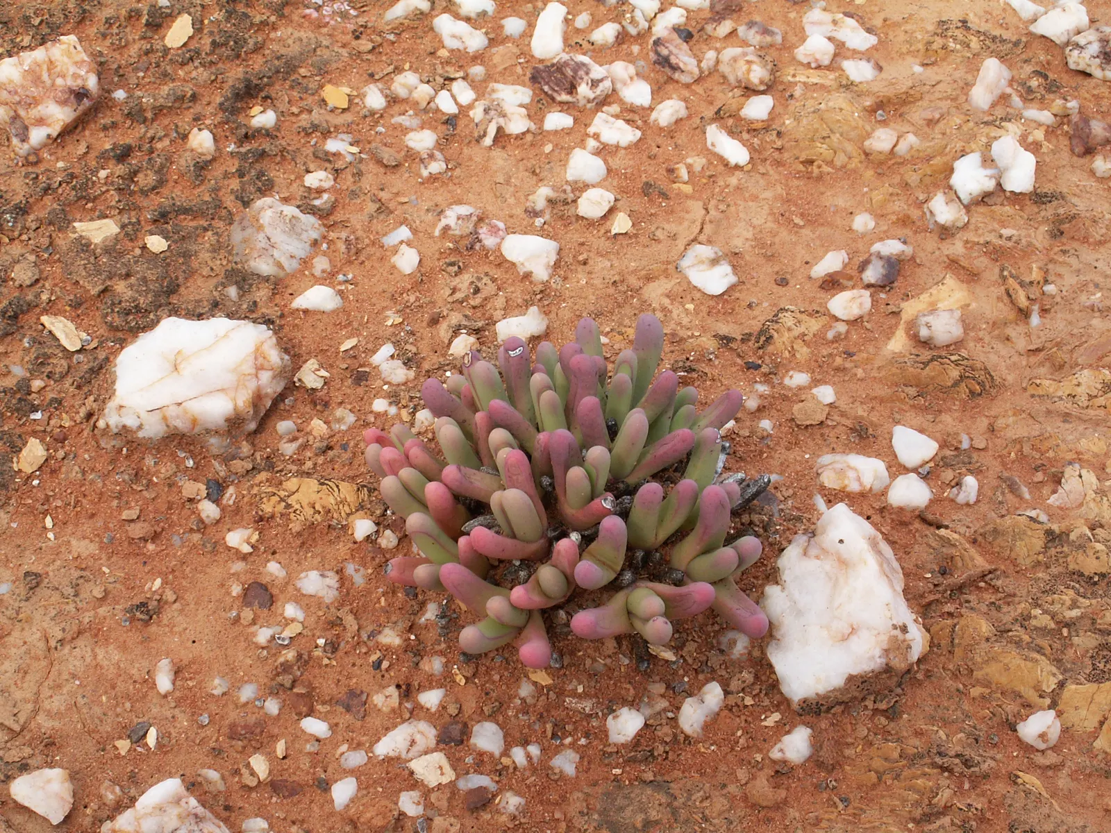 Red Spike Iceplant (Cephalophyllum Alstonii) — making it ideal for rock gardens