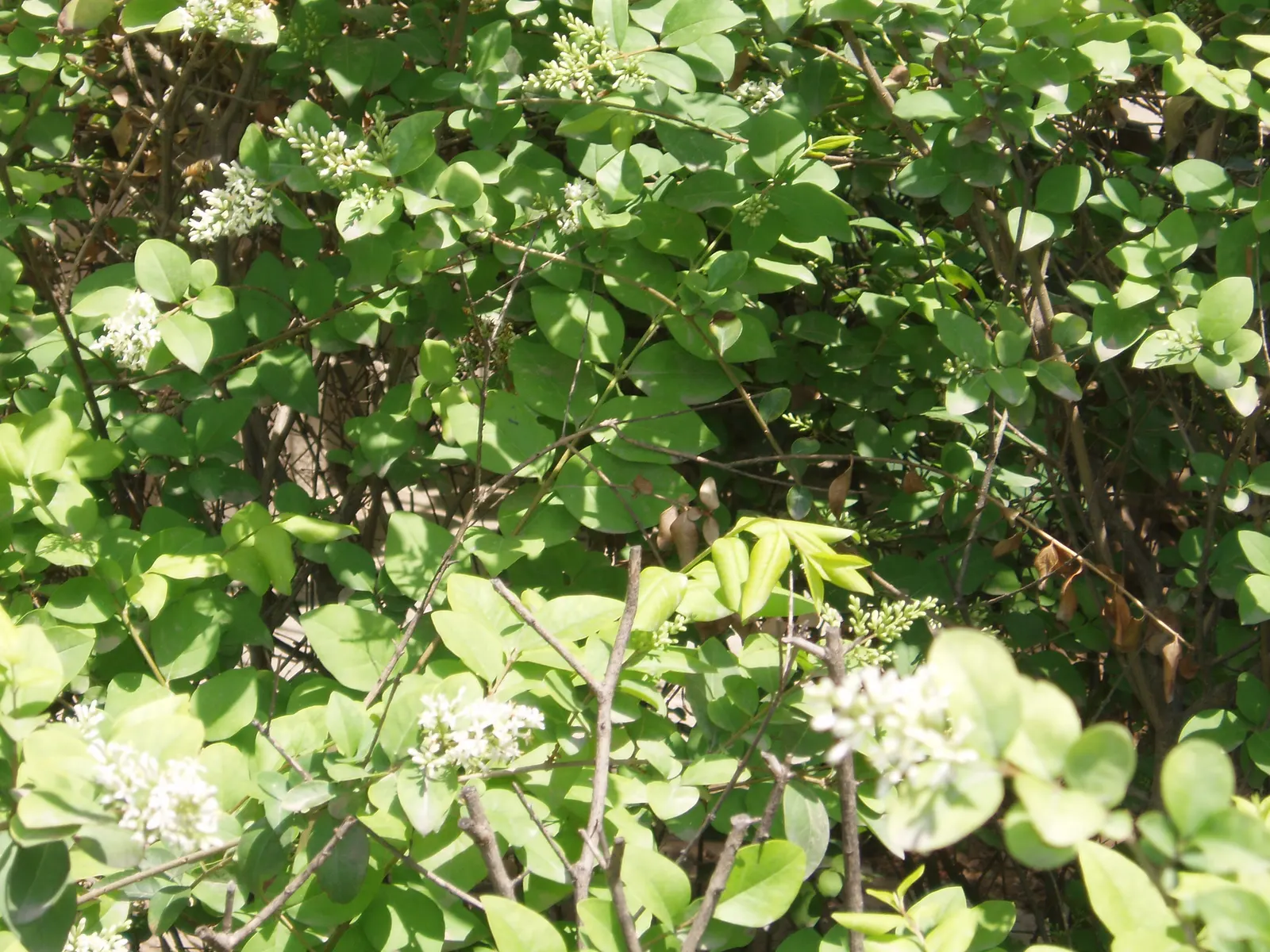 Golden Privet (Ligustrum Ovalifolium 'Aureum') — Appreciated for its adaptability