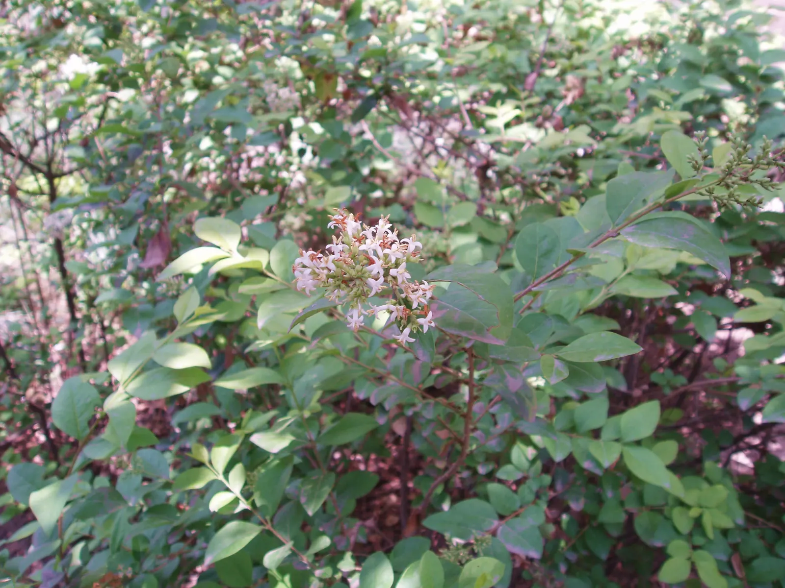 Golden Privet (Ligustrum Ovalifolium 'Aureum') — making it ideal for hedges