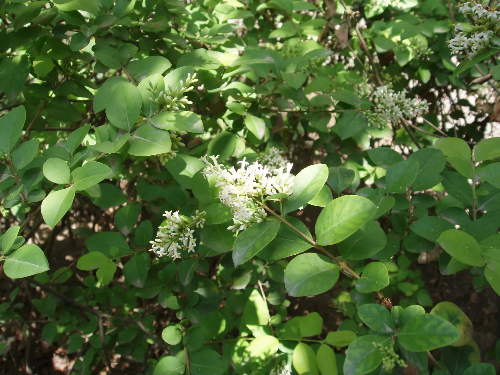 Golden Privet (Ligustrum Ovalifolium 'Aureum') — Reaching up to 15 feet in height and 10 feet in width, it provides a stunning year-round framework for borders