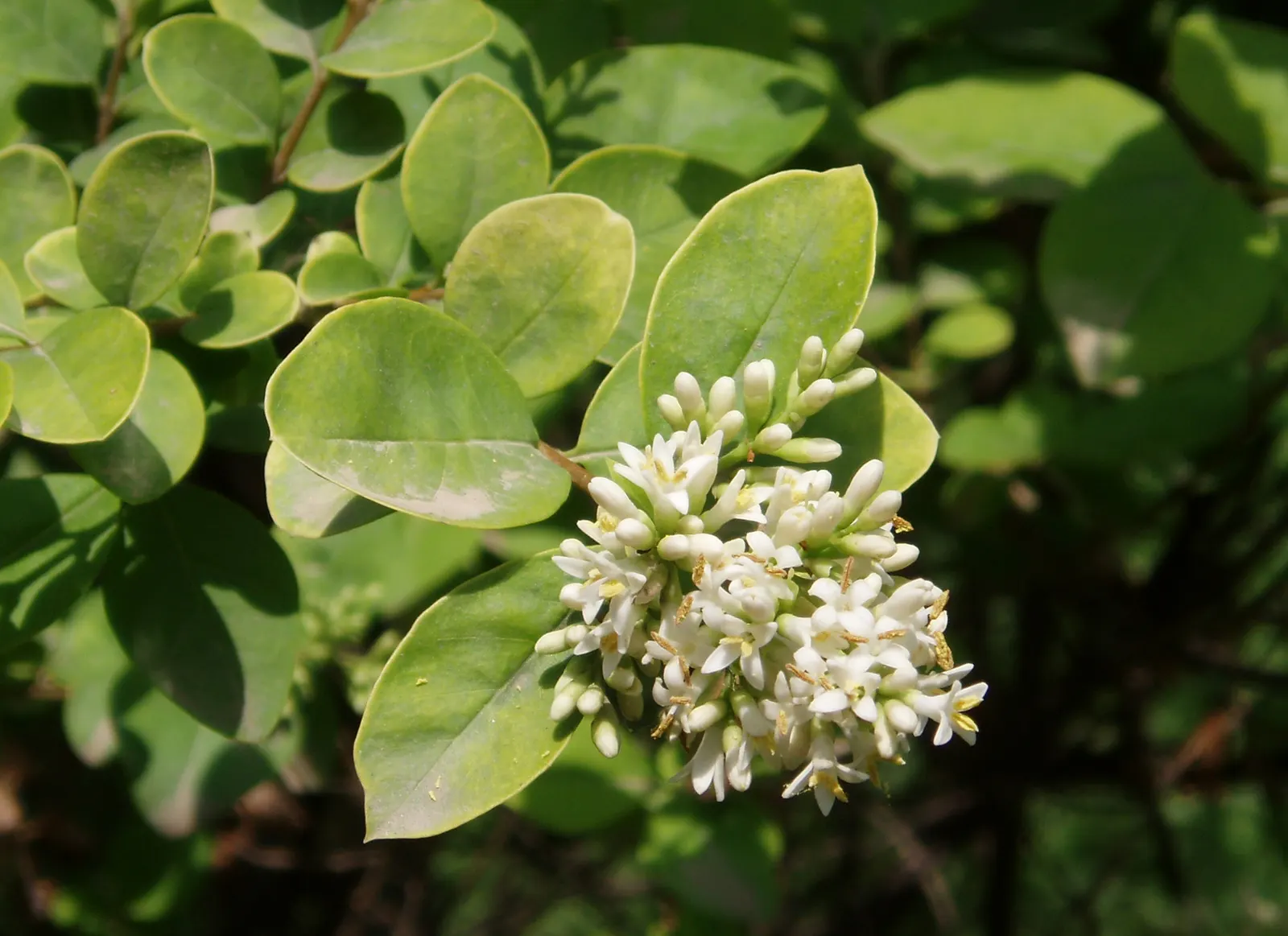 Golden Privet (Ligustrum Ovalifolium 'Aureum') — it thrives in full sun to partial shade and handles pruning well