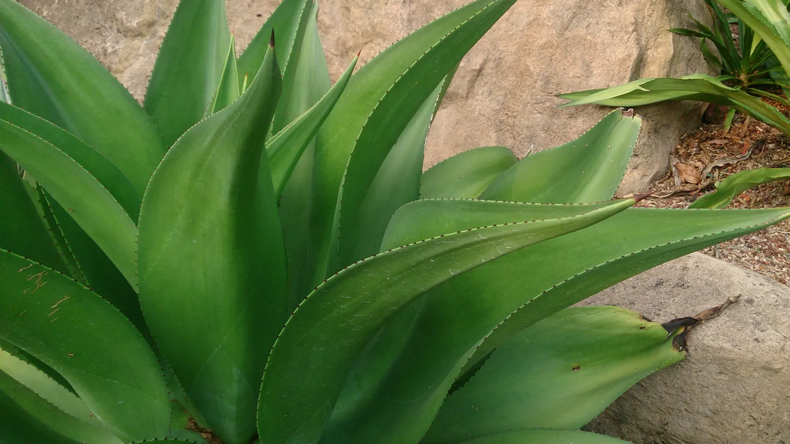 Celsii Agave (Agave Celsii) — often heralded as a sculptural beauty in the realm of succulents