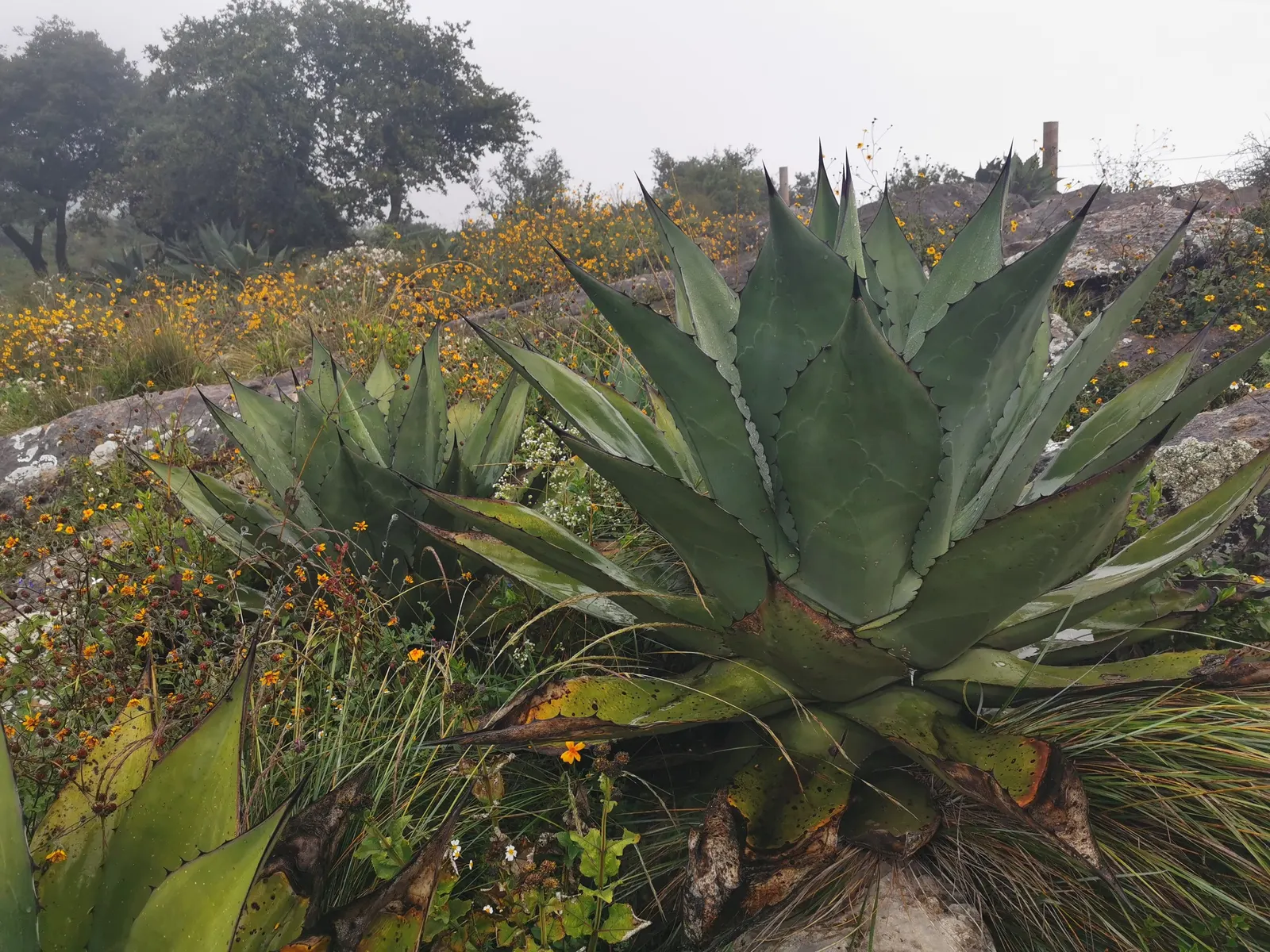 Celsii Agave (Agave Celsii) — It prefers full sun, well-drained soil, and requires minimal water once established