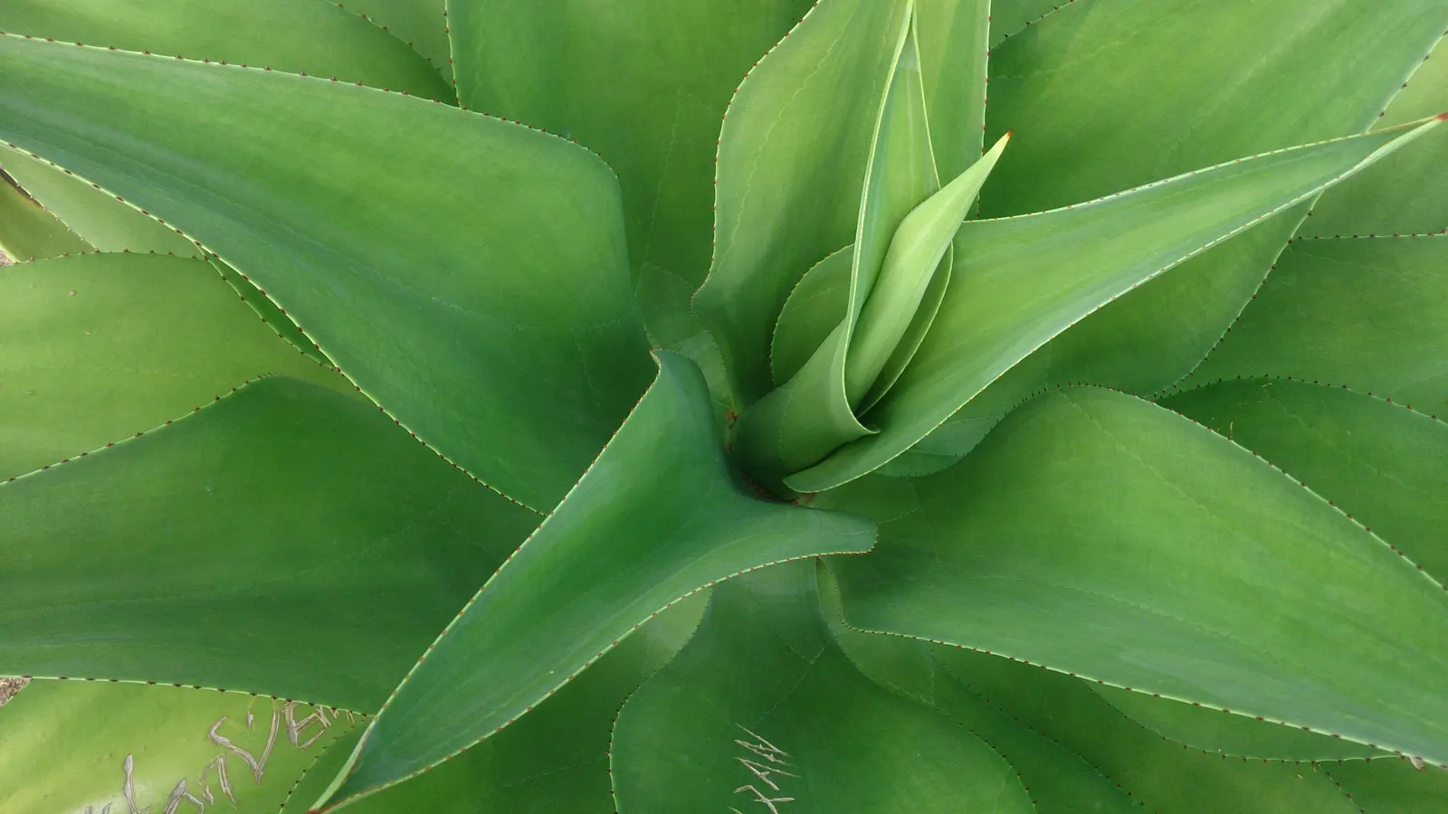 Celsii Agave (Agave Celsii) — is an excellent focal point for any xeriscaped garden or arid landscape design