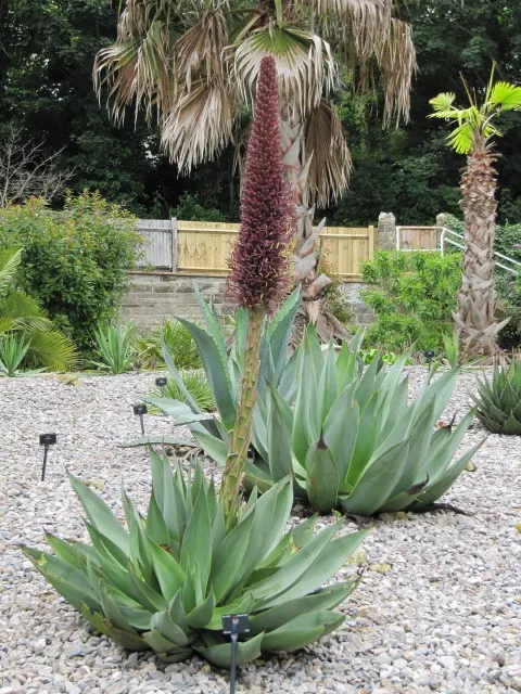 Celsii Agave (Agave Celsii) — Maturing at 2-3 feet tall and wide, this drought-tolerant plant is ideal for xeriscapes