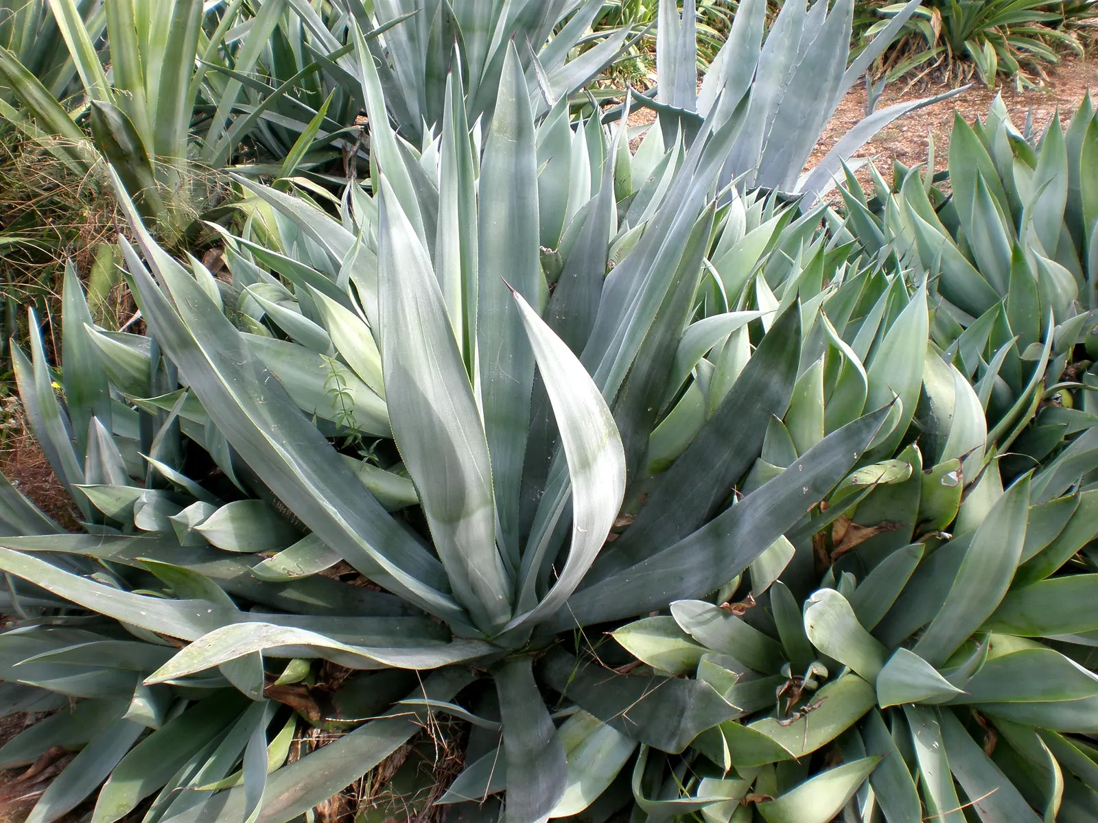 Celsii Agave (Agave Celsii) — lance-shaped leaves with a wavy