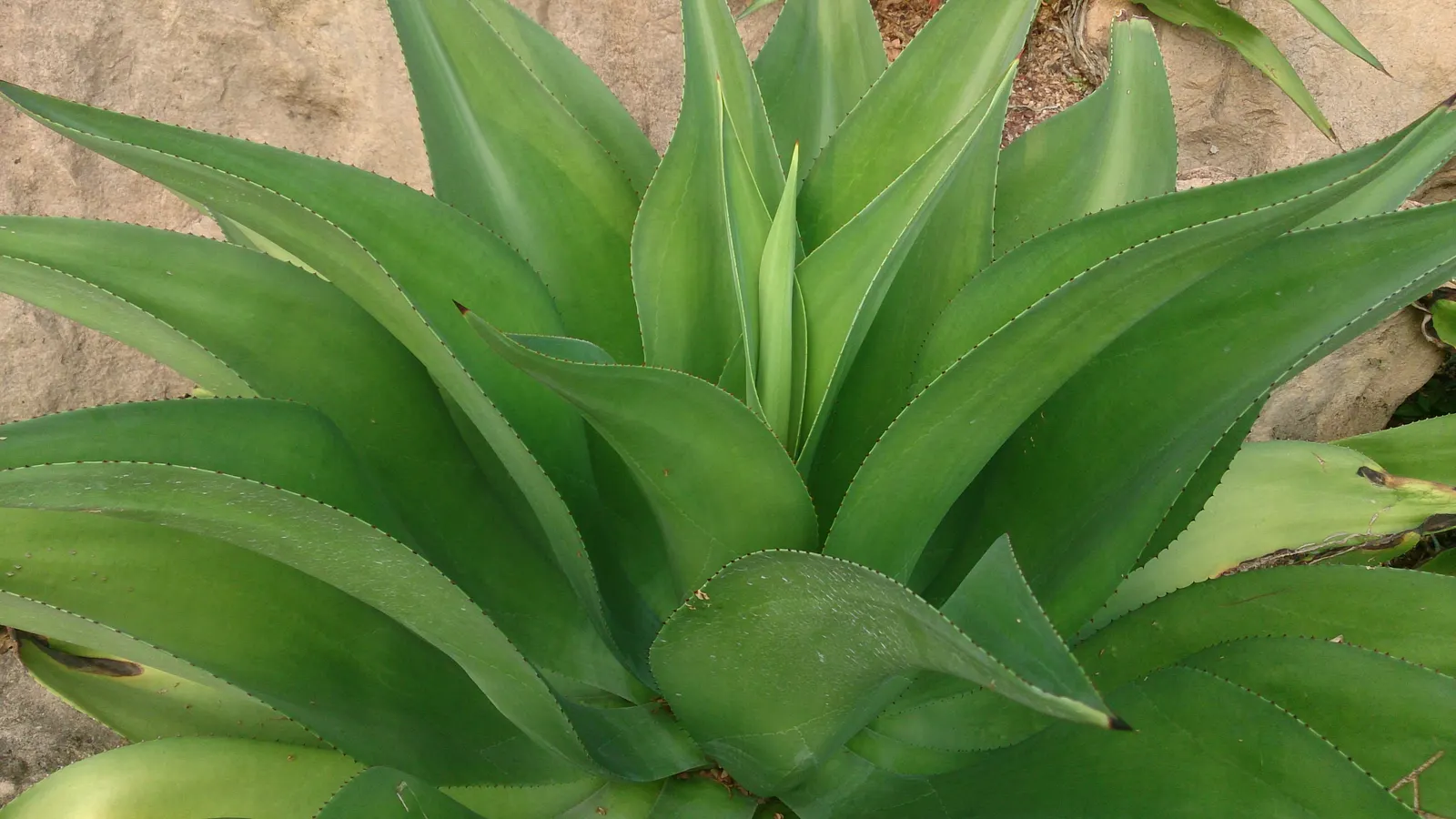Celsii Agave (Agave Celsii) — also known as 'Celsii Agave,' is a striking succulent featuring rosettes of green