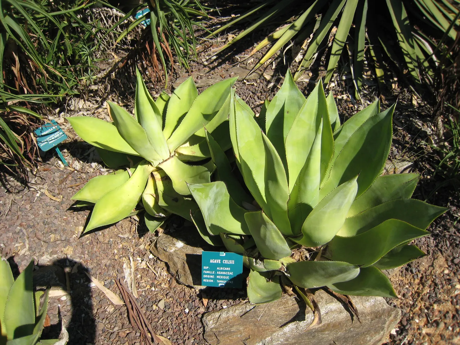 Celsii Agave (Agave Celsii) — The Celsii Agave adds architectural interest and thrives in USDA zones 8-11