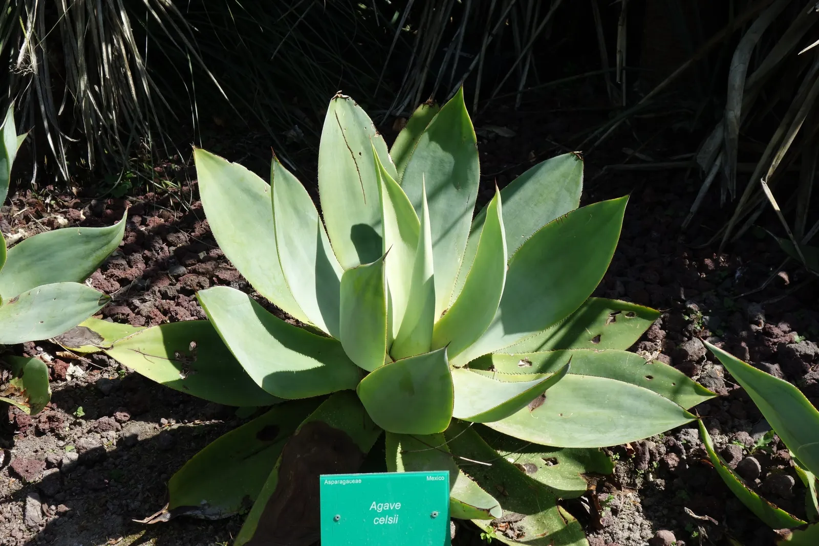 Celsii Agave (Agave Celsii) — showcasing amazing resilience and longevity
