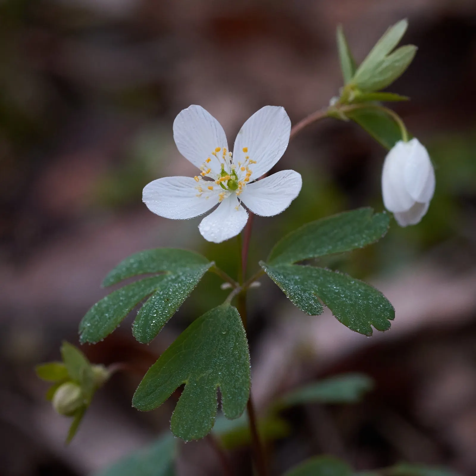 Rue Anemone (Anemonella Thalictroides) — each with a sunny yellow center; though it should be noted that it does not tolerate wet feet