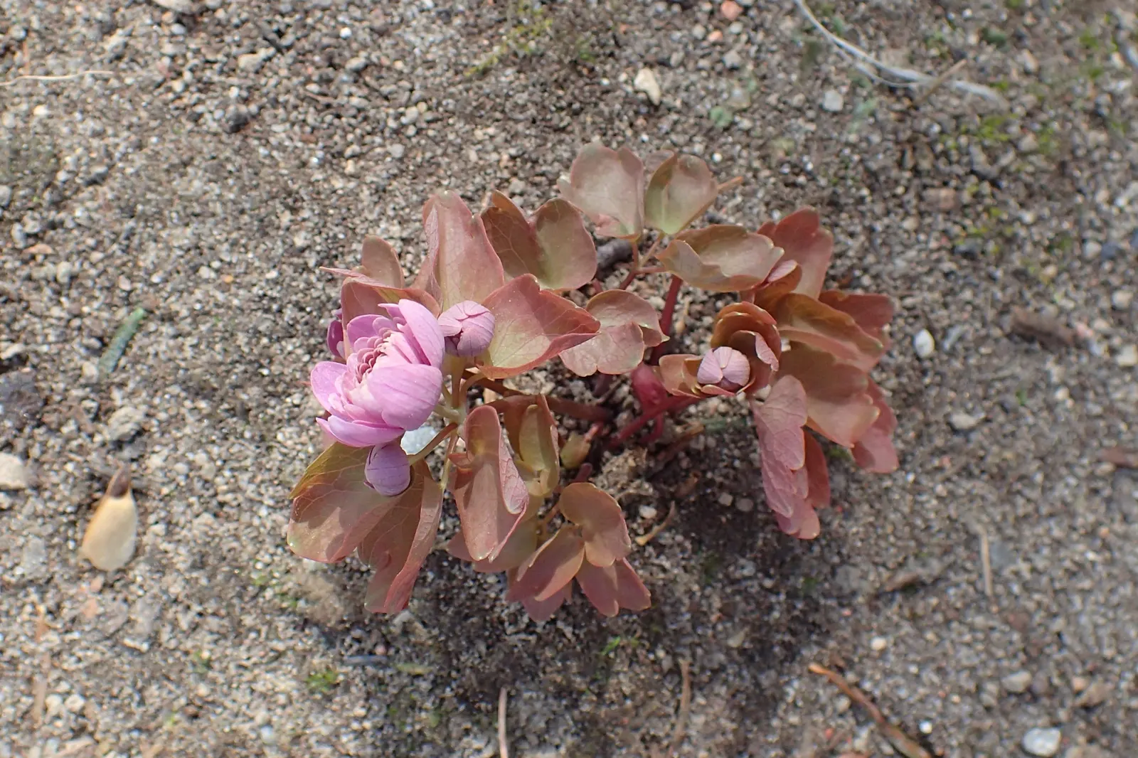 Rue Anemone (Anemonella Thalictroides) — are held aloft by slender; featuring lacy, basal foliage similar to meadow rue, it reaches 6-9 inches in, image 59