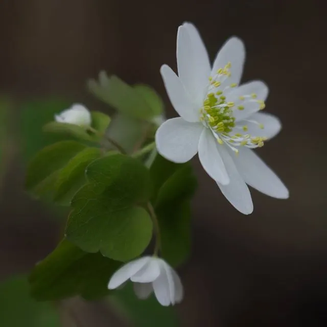 Rue Anemone (Anemonella Thalictroides) — are held aloft by slender; featuring lacy, basal foliage similar to meadow rue, it reaches 6-9 inches in height