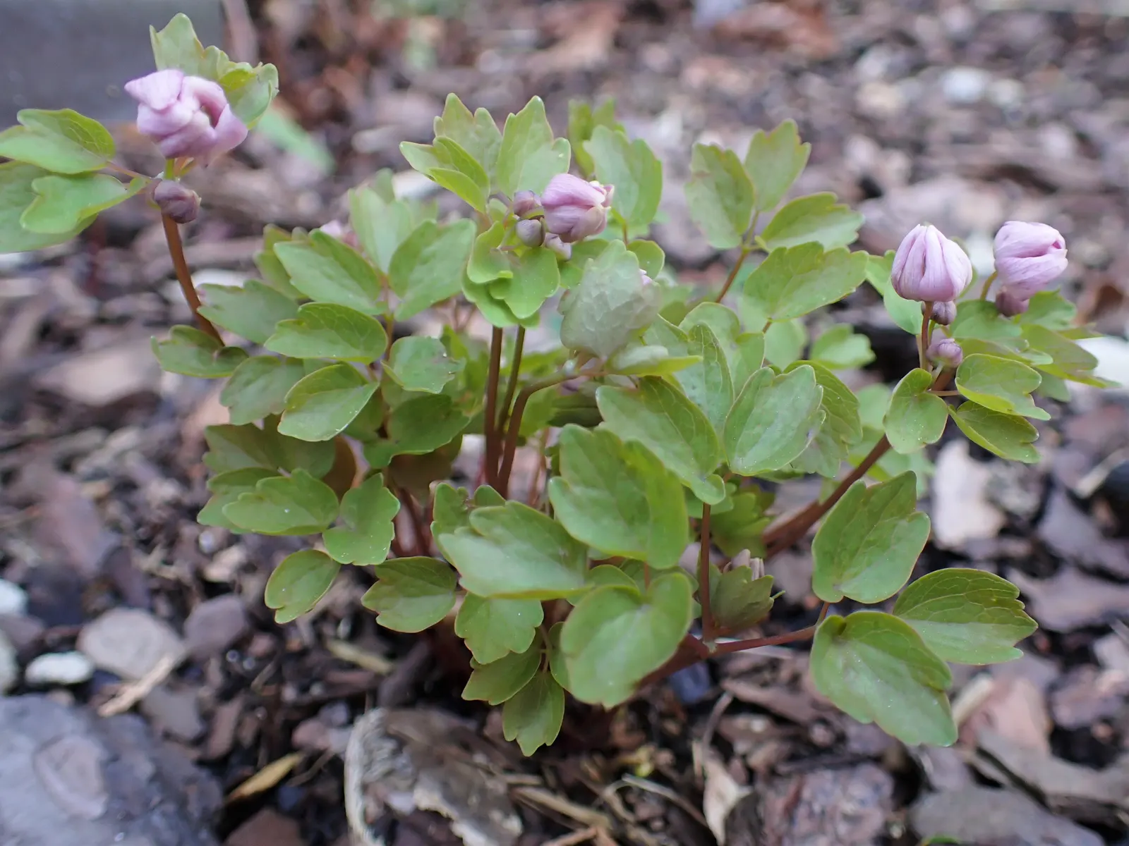 Rue Anemone (Anemonella Thalictroides) — pink flowers in the garden