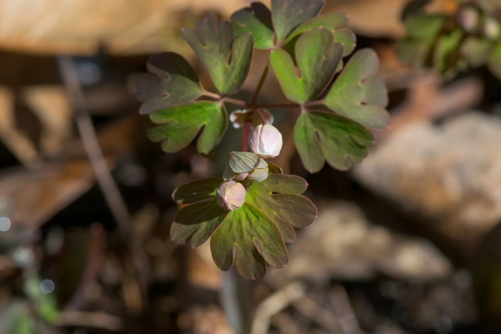 Rue Anemone (Anemonella Thalictroides) — Anemonella thalictroides is an excellent choice; once established, Rue Anemone forms clumping mounds up to a foot in