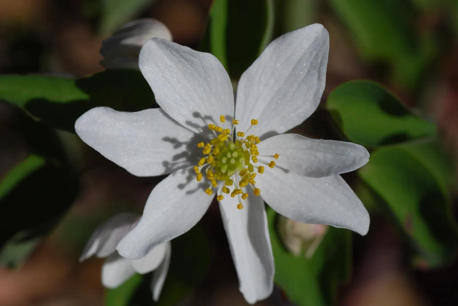Rue Anemone (Anemonella Thalictroides) — wiry stems that rise above the plant's distinctive; cup-shaped flowers that range in color from pure white, image 84