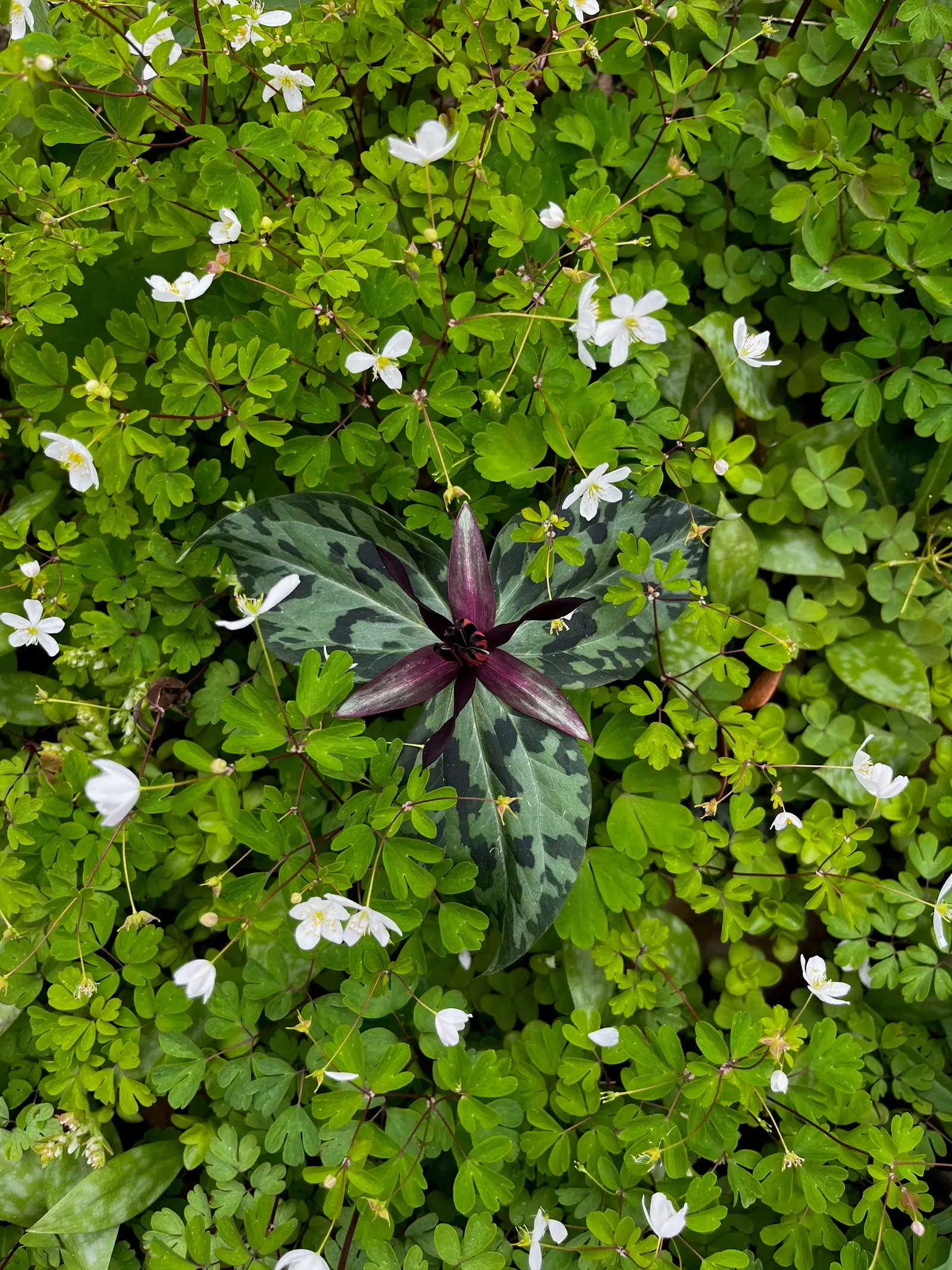 Rue Anemone (Anemonella Thalictroides) — offering early-season blooms and compatibility with other shade-loving perennials such as Ferns and, image 69