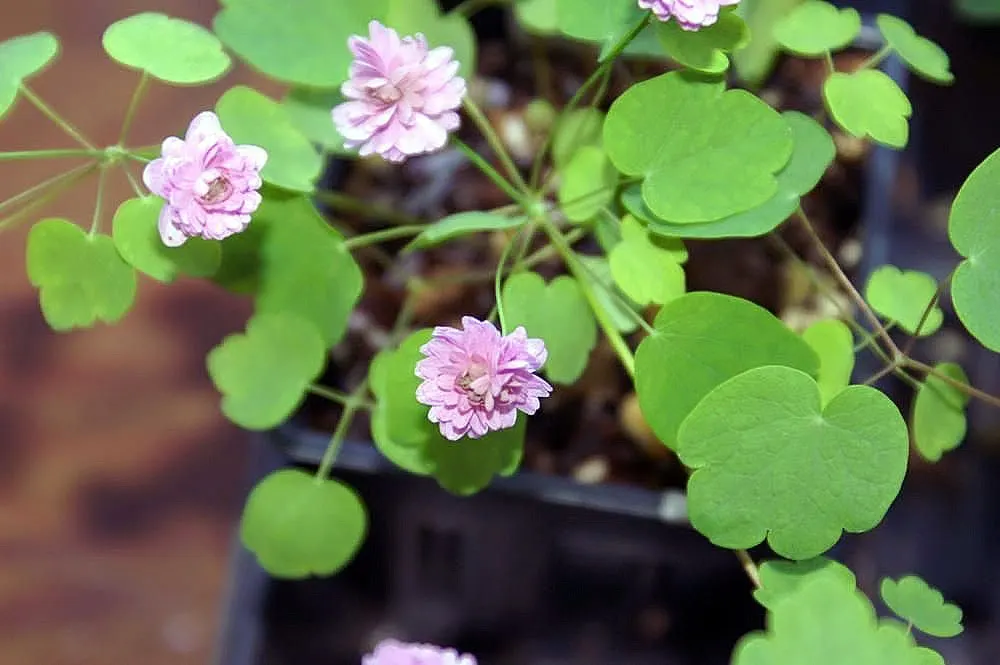 Rue Anemone (Anemonella Thalictroides) — Ideal for naturalized areas, it is a low-maintenance choice for adding soft texture beneath canopy trees