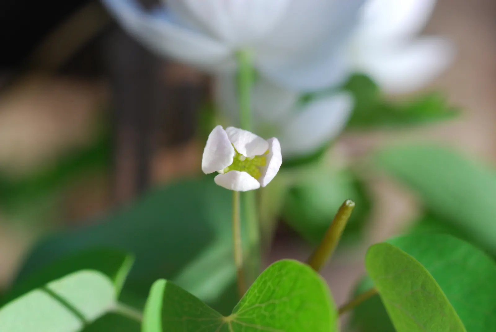 Rue Anemone (Anemonella Thalictroides) — lobed foliage - reminiscent of Thalictrum species; humus-rich soil and thrives in pH conditions ranging, image 61