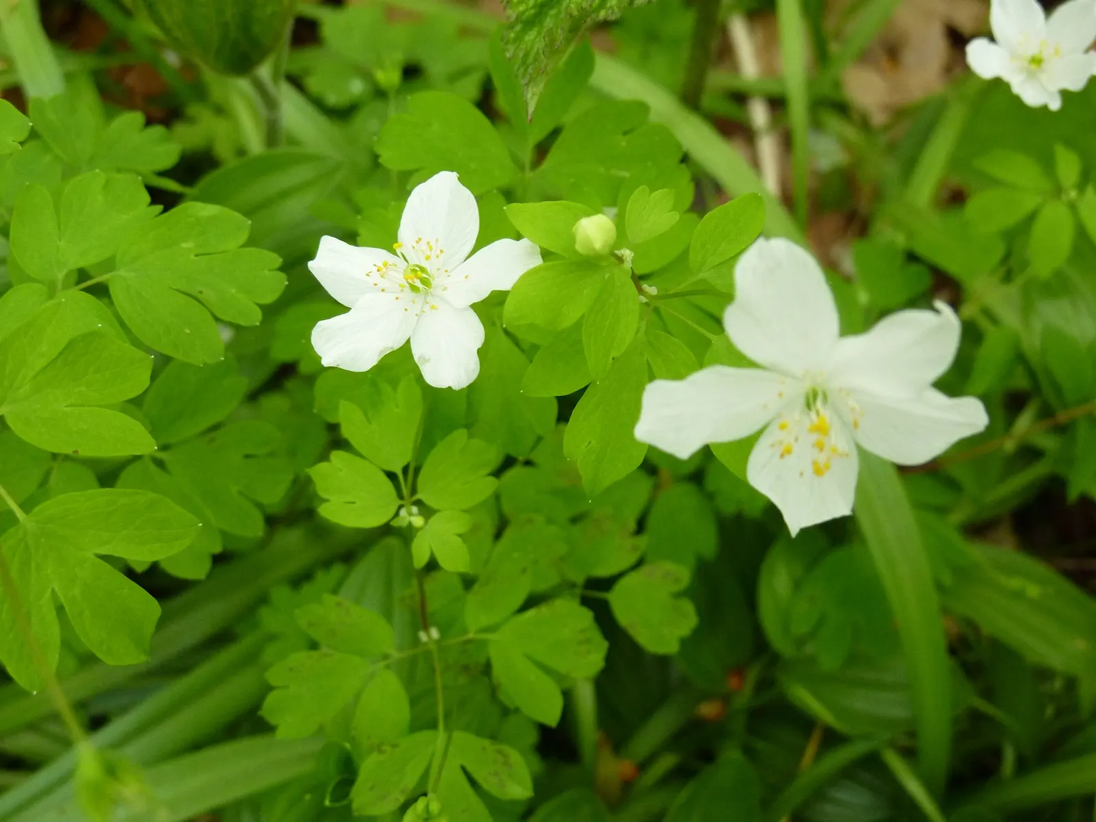 Rue Anemone (Anemonella Thalictroides) — each with a sunny yellow center; though it should be noted that it does not tolerate wet feet, image 82