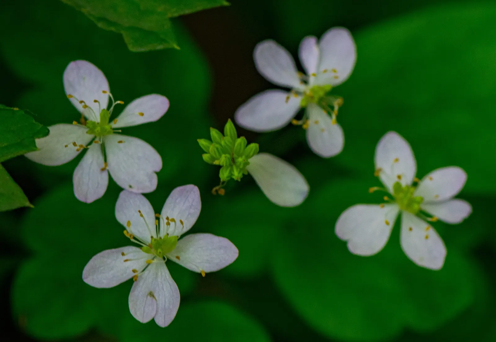 Rue Anemone (Anemonella Thalictroides) — cup-shaped flowers that range in color from pure white to soft pink; wiry stems that rise above the plant's distinctive