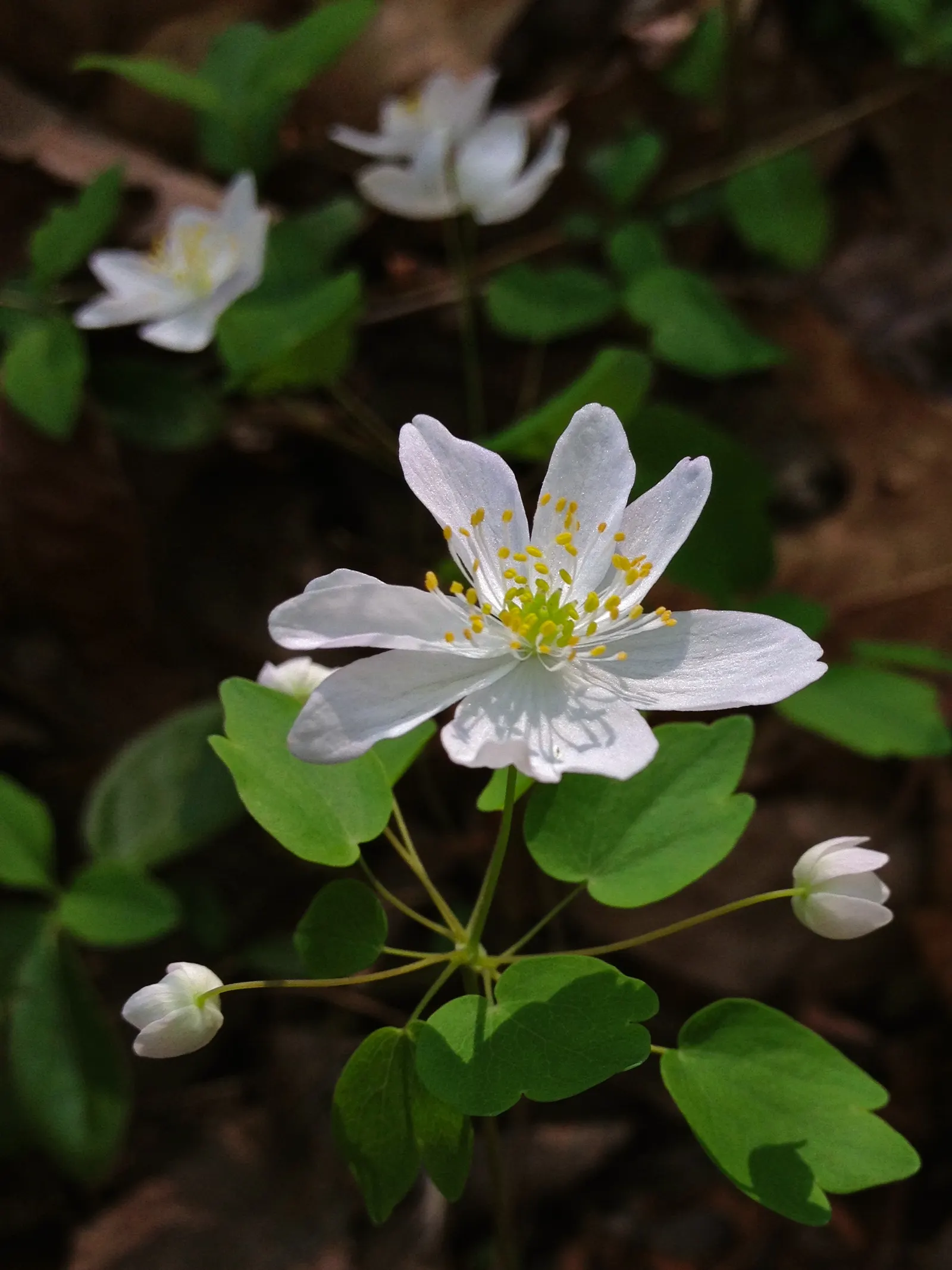 Rue Anemone (Anemonella Thalictroides) — In early spring, it bears white or soft pink blossoms that add a subtle charm to any garden; it requires, image 99