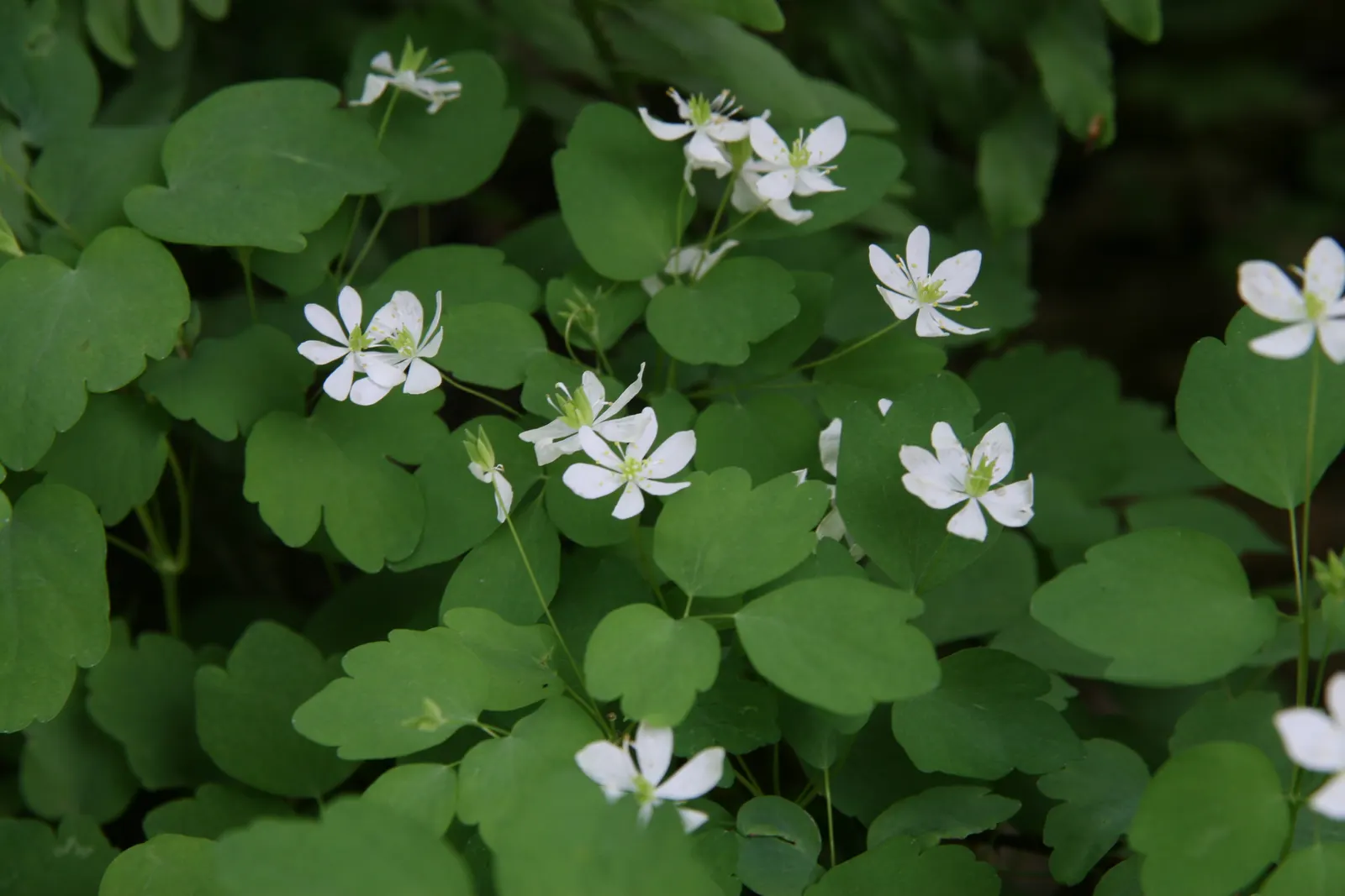 Rue Anemone (Anemonella Thalictroides) — scientifically known as Anemonella thalictroides; this perennial prefers well-drained, image 78
