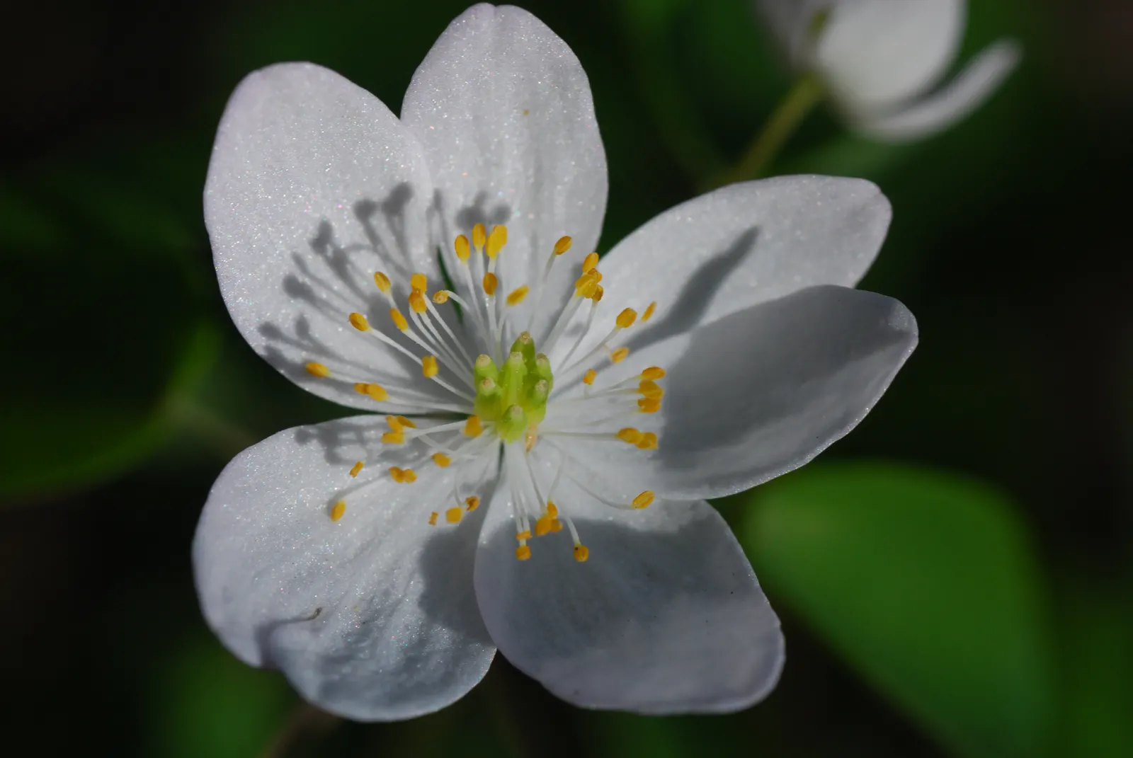 Rue Anemone (Anemonella Thalictroides) — It requires minimal maintenance; in early spring, it bears white or soft pink blossoms that add a subtle, image 90