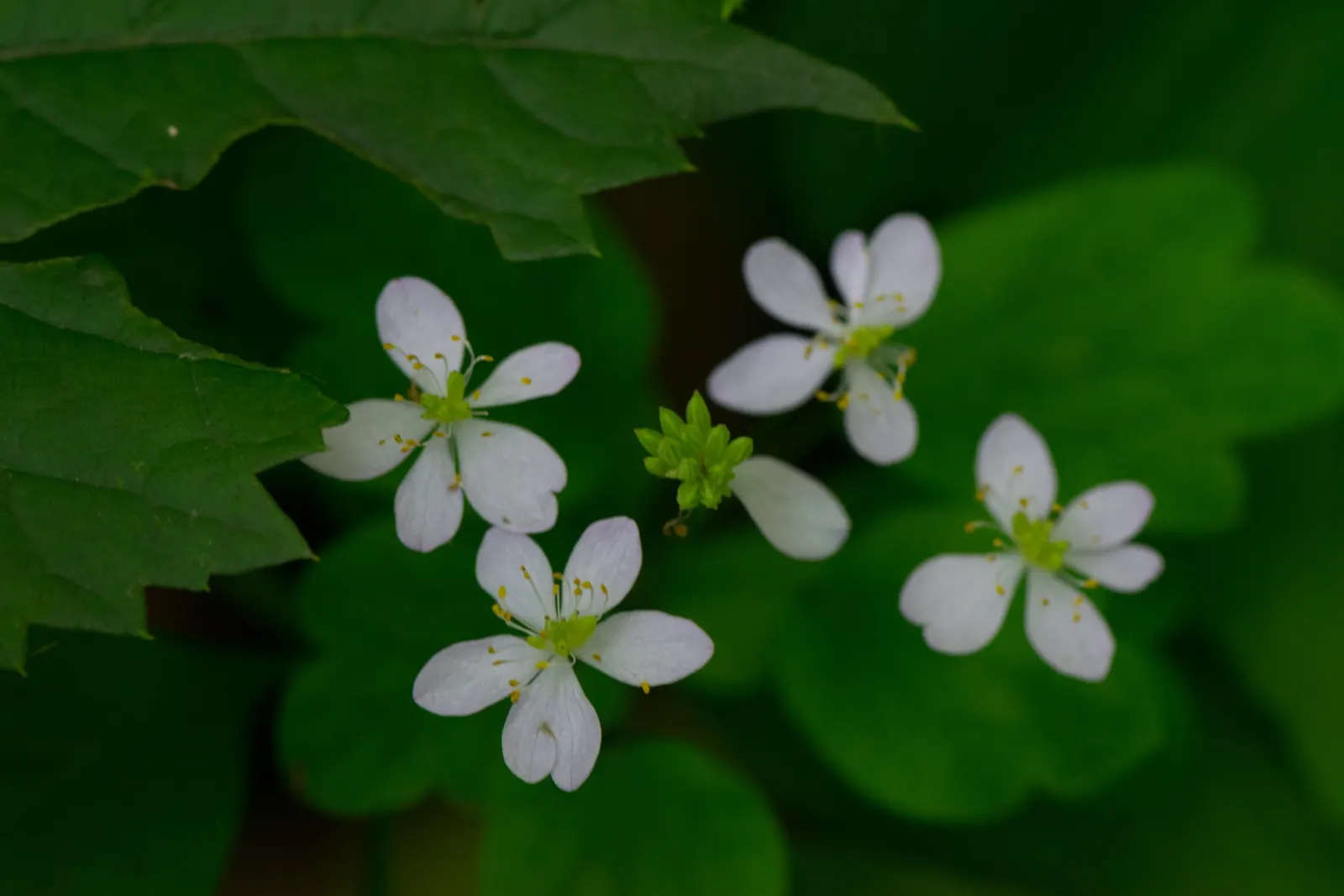 Rue Anemone (Anemonella Thalictroides) — offering early-season blooms and compatibility with other shade-loving perennials such as Ferns and Hostas; perennial