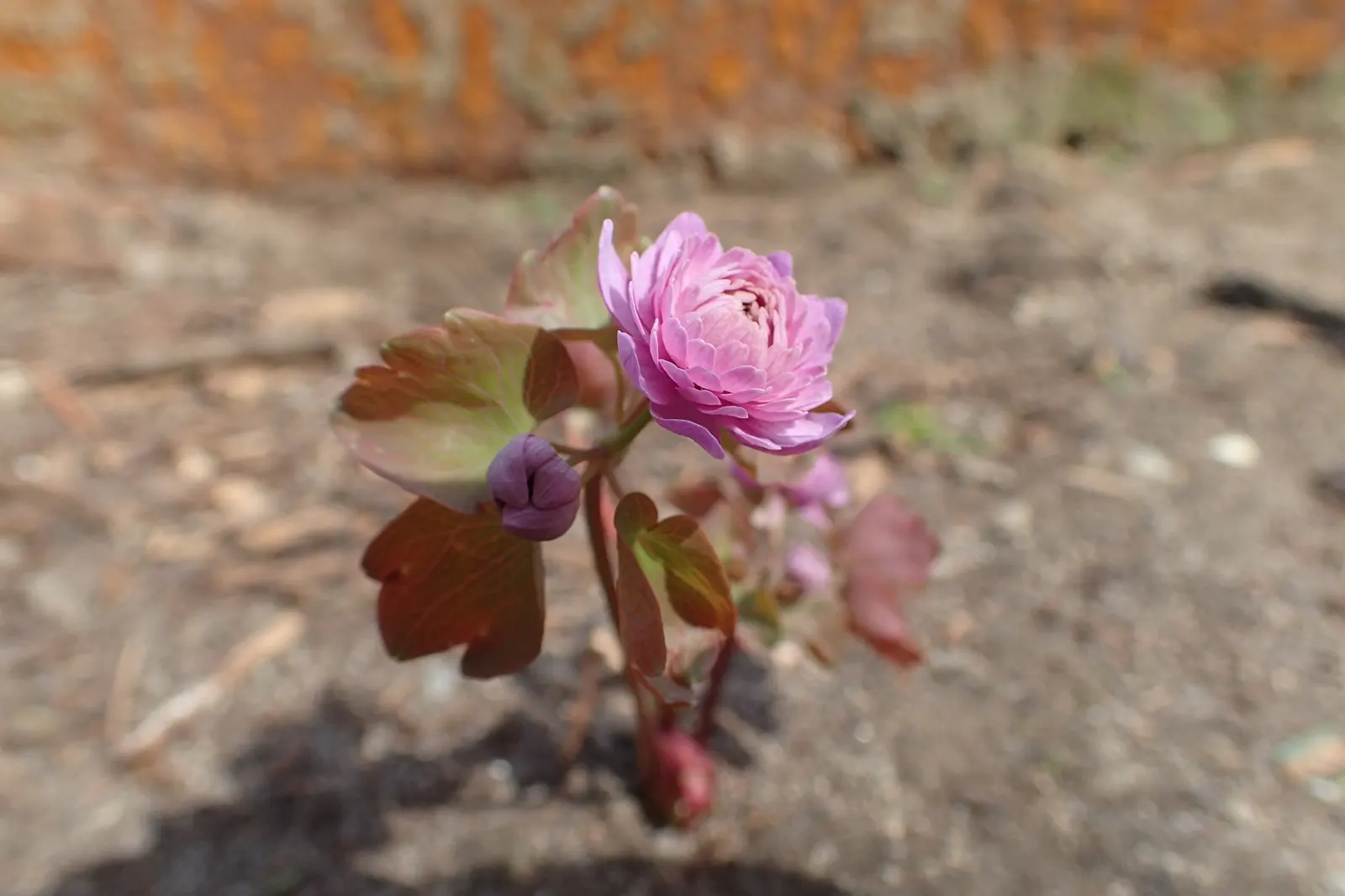 Rue Anemone (Anemonella Thalictroides) — Featuring lacy, basal foliage similar to meadow rue, it reaches 6-9 inches in height; are held aloft by, image 74