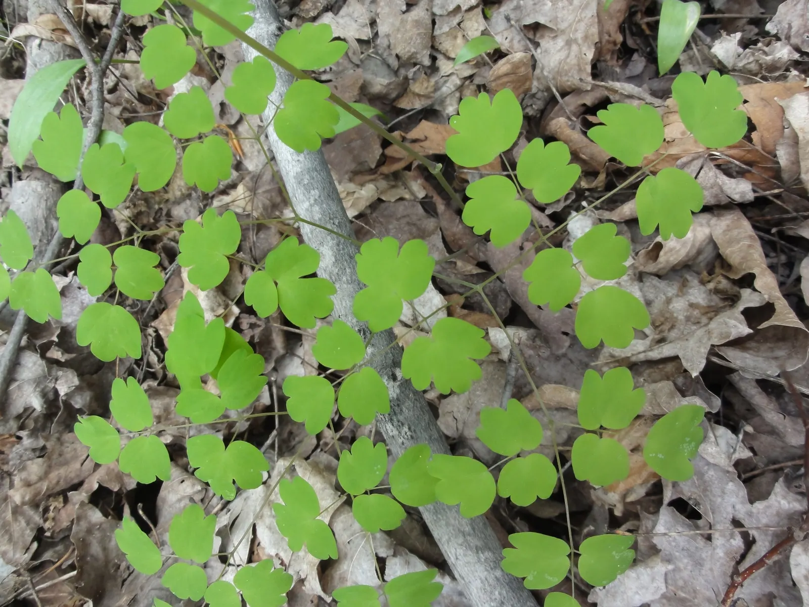 Rue Anemone (Anemonella Thalictroides) — In early spring, it bears white or soft pink blossoms that add a subtle charm to any garden; it requires, image 51