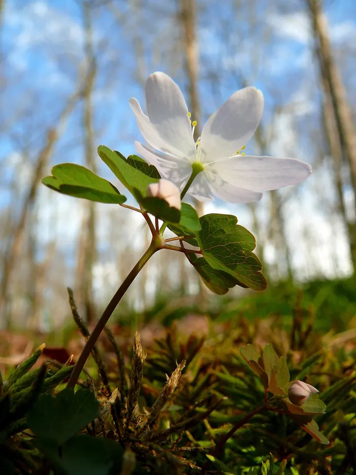 Rue Anemone (Anemonella Thalictroides) — In early spring, it bears white or soft pink blossoms that add a subtle charm to any garden; it requires, image 75