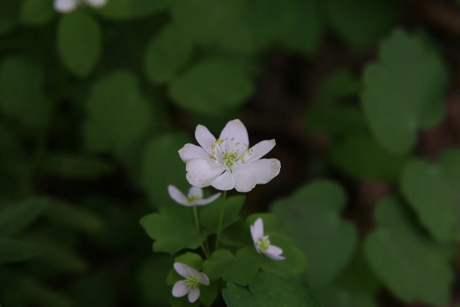 Rue Anemone (Anemonella Thalictroides) — are held aloft by slender