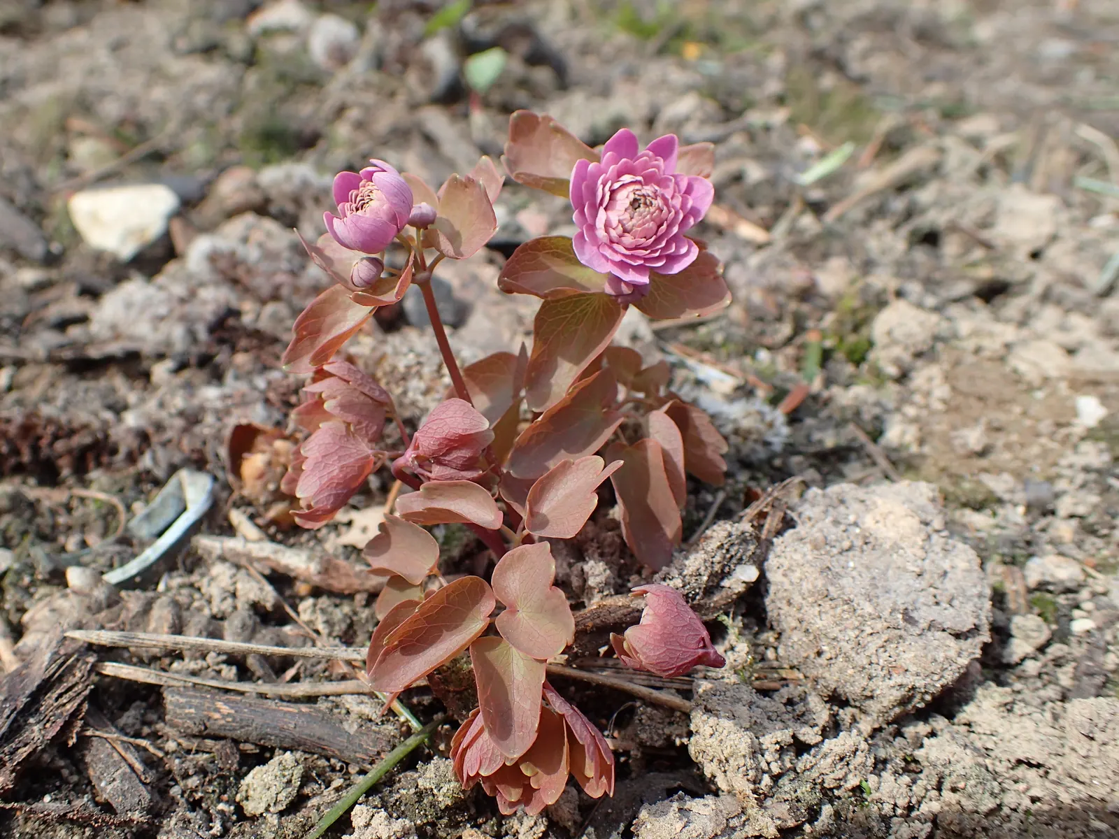 Rue Anemone (Anemonella Thalictroides) — It requires minimal maintenance; in early spring, it bears white or soft pink blossoms that add a subtle, image 66