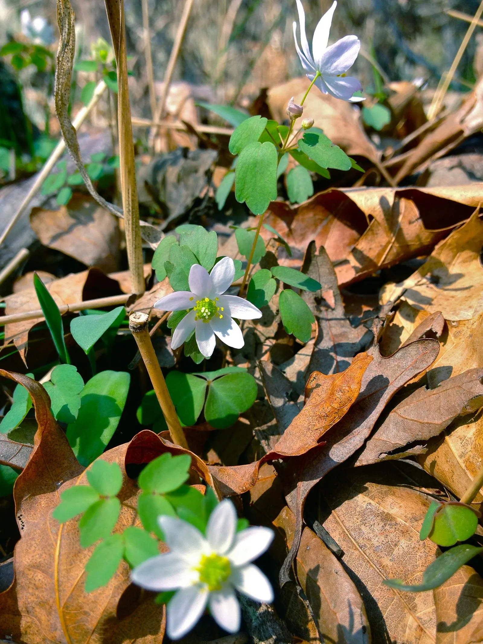 Rue Anemone (Anemonella Thalictroides) — perennial for full or half; offering early-season blooms and compatibility with other shade-loving, image 72
