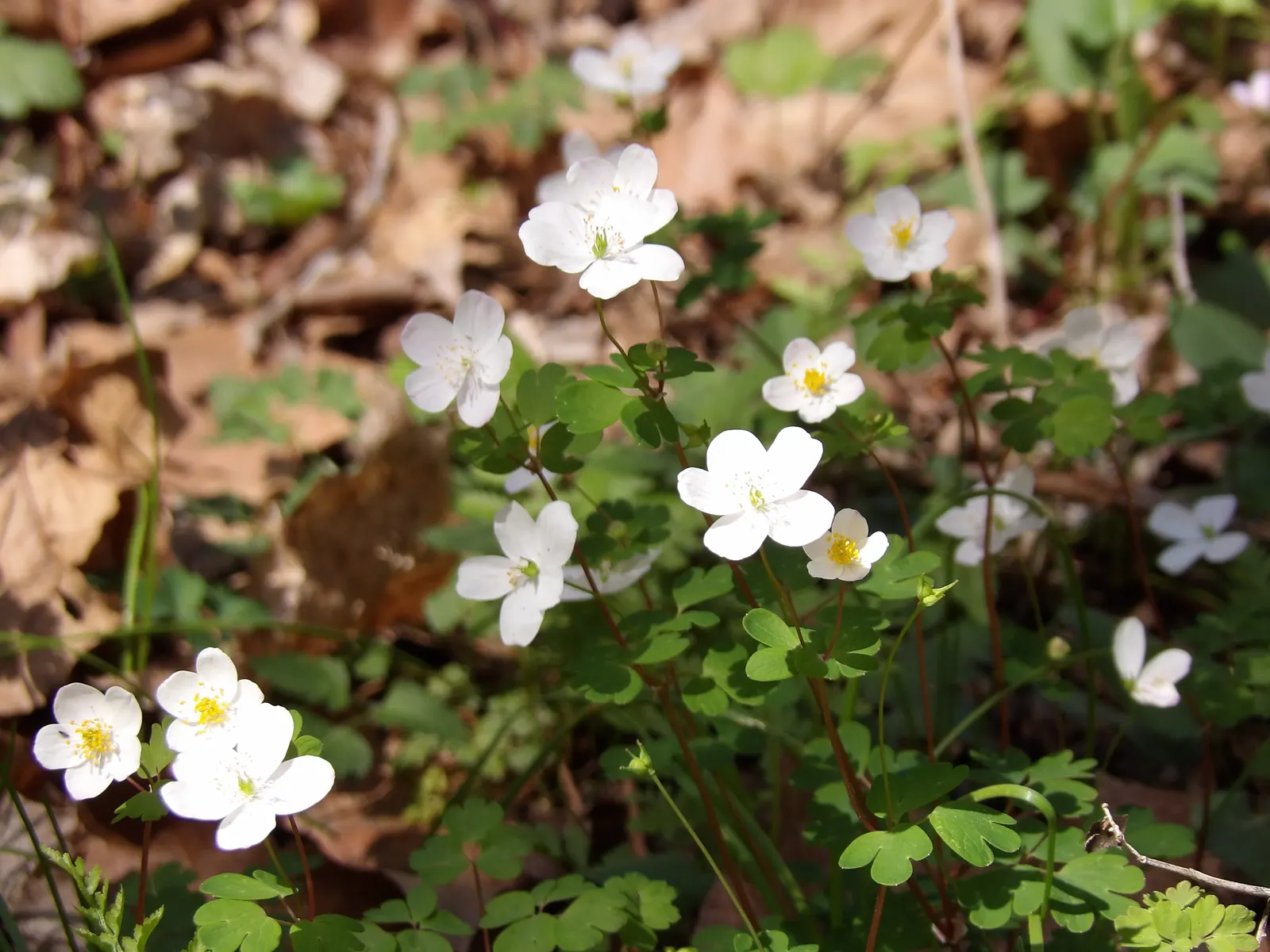 Rue Anemone (Anemonella Thalictroides) — pink flowers in the garden; native woodland perennial that fits exquisitely into a shaded garden design