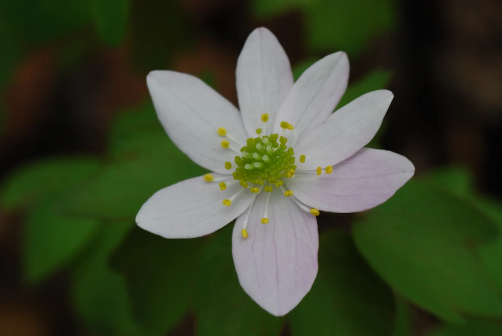 Rue Anemone (Anemonella Thalictroides) — Prefers well-drained, humus-rich soil