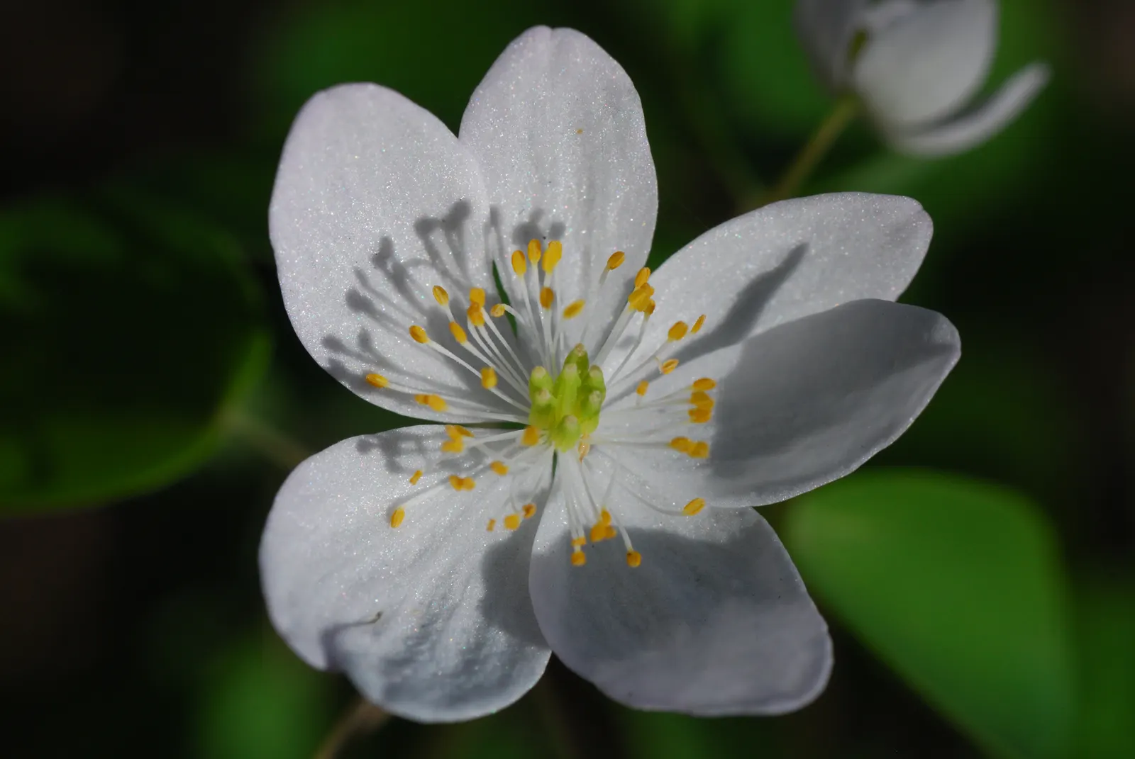 Rue Anemone (Anemonella Thalictroides) — wiry stems that rise above the plant's distinctive