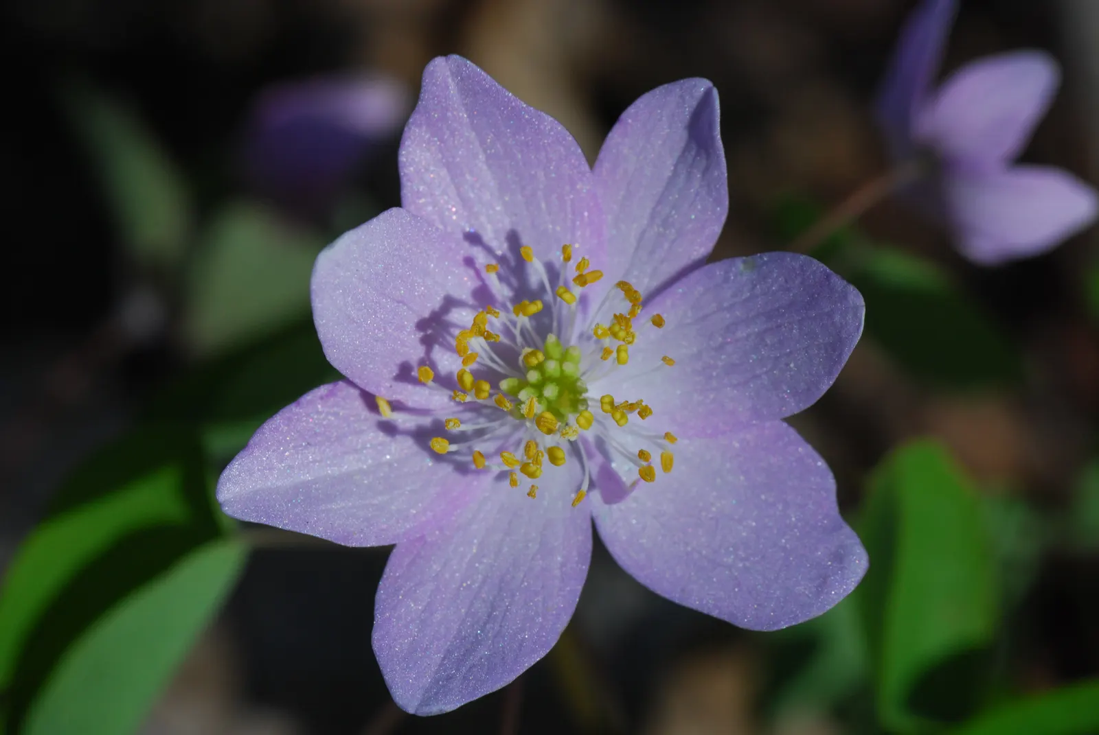 Rue Anemone (Anemonella Thalictroides) — each with a sunny yellow center; though it should be noted that it does not tolerate wet feet, image 58