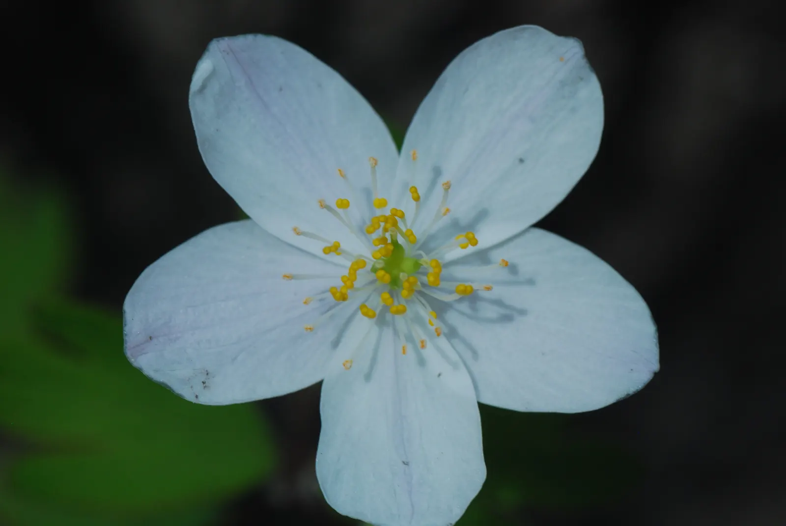 Rue Anemone (Anemonella Thalictroides) — Featuring lacy, basal foliage similar to meadow rue, it reaches 6-9 inches in height; are held aloft by, image 50
