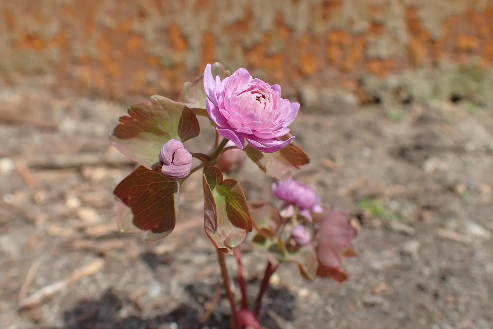 Rue Anemone (Anemonella Thalictroides) — Anemonella thalictroides is an excellent choice; once established, Rue Anemone forms clumping mounds up to, image 92