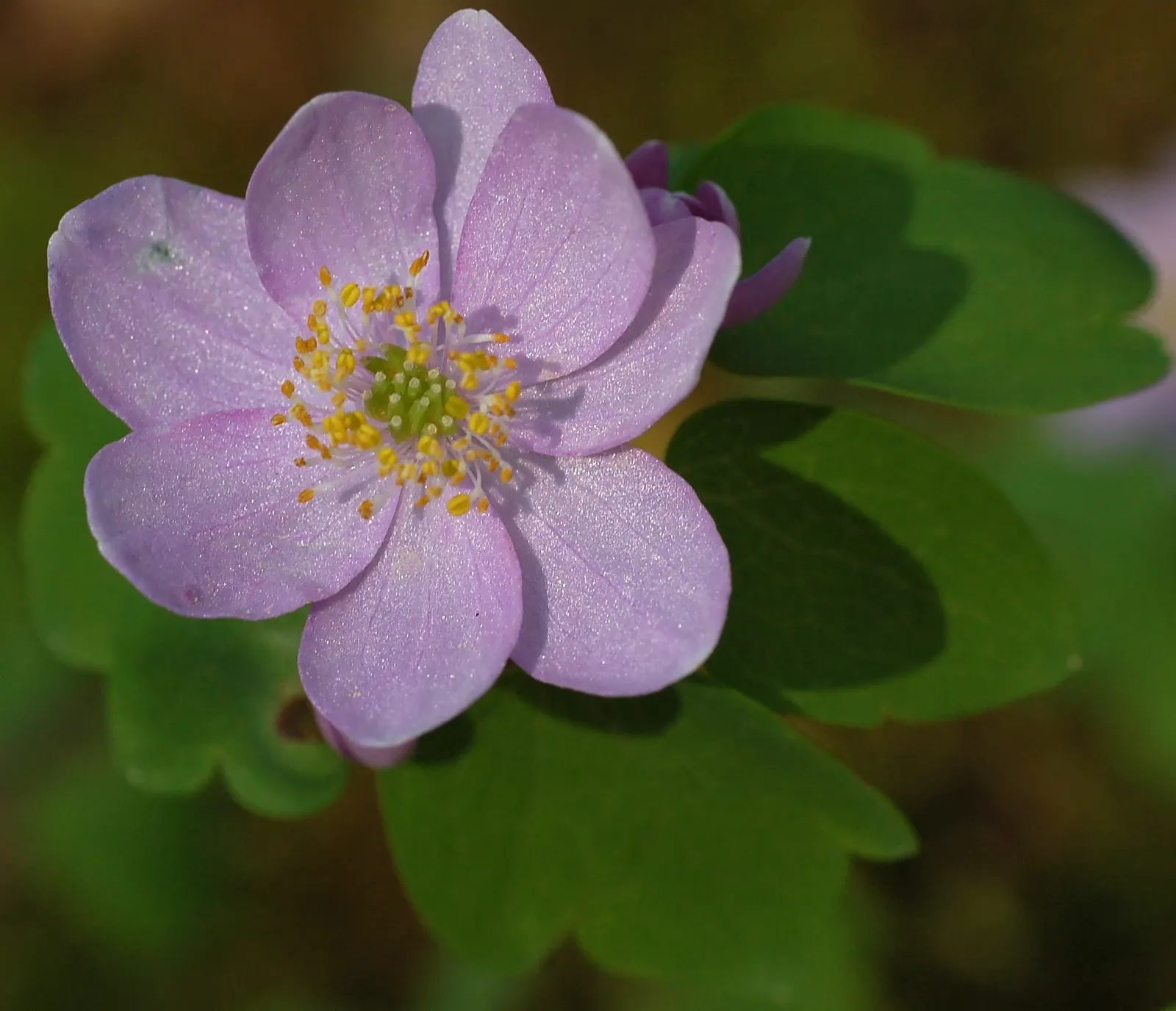Rue Anemone (Anemonella Thalictroides) — Ideal for naturalized areas, it is a low-maintenance choice for adding soft texture beneath canopy trees; the Rue