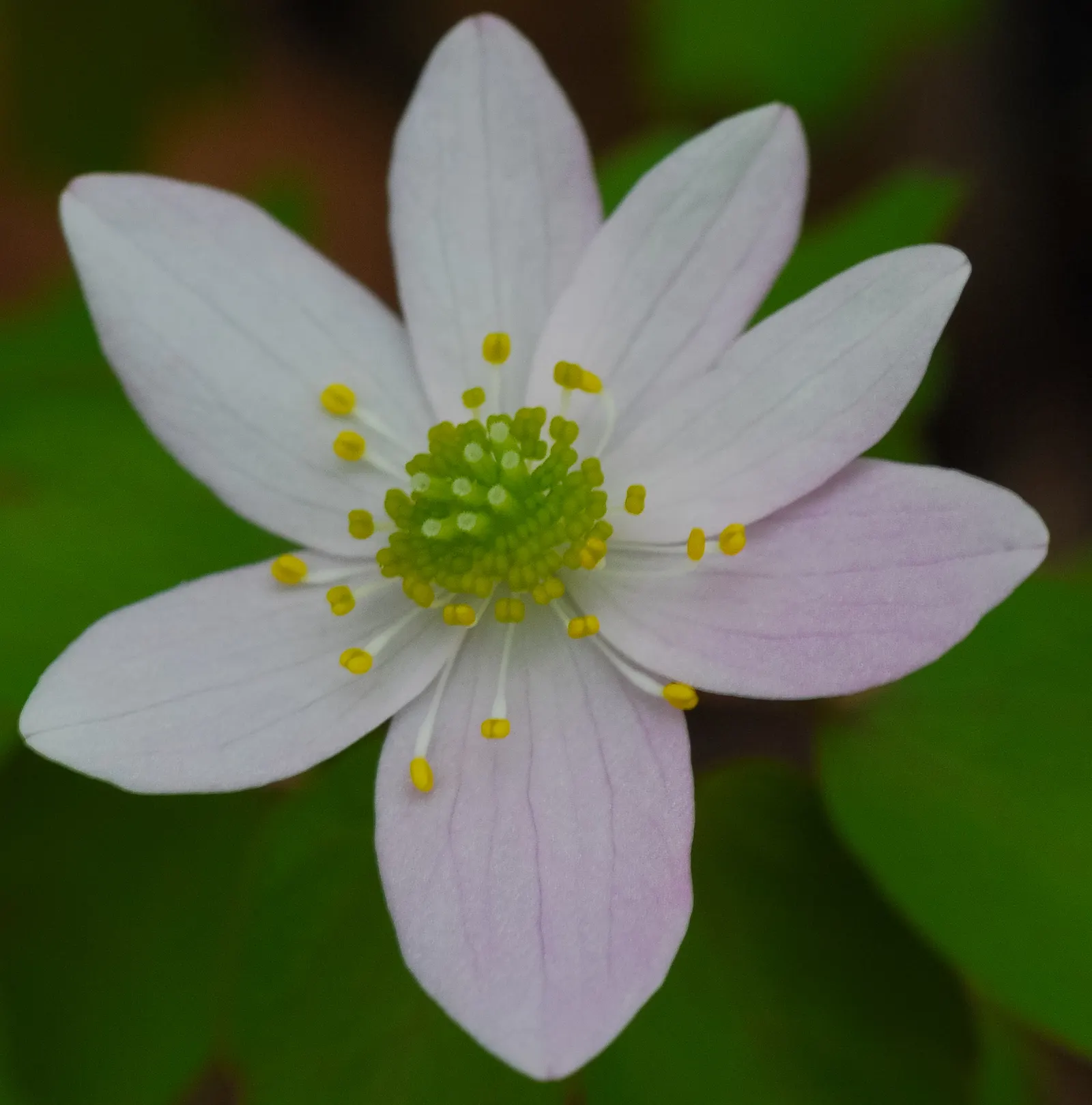 Rue Anemone (Anemonella Thalictroides) — Prefers well-drained, humus-rich soil; rue Anemone (Anemonella thalictroides) is a delicate, woodland, image 52