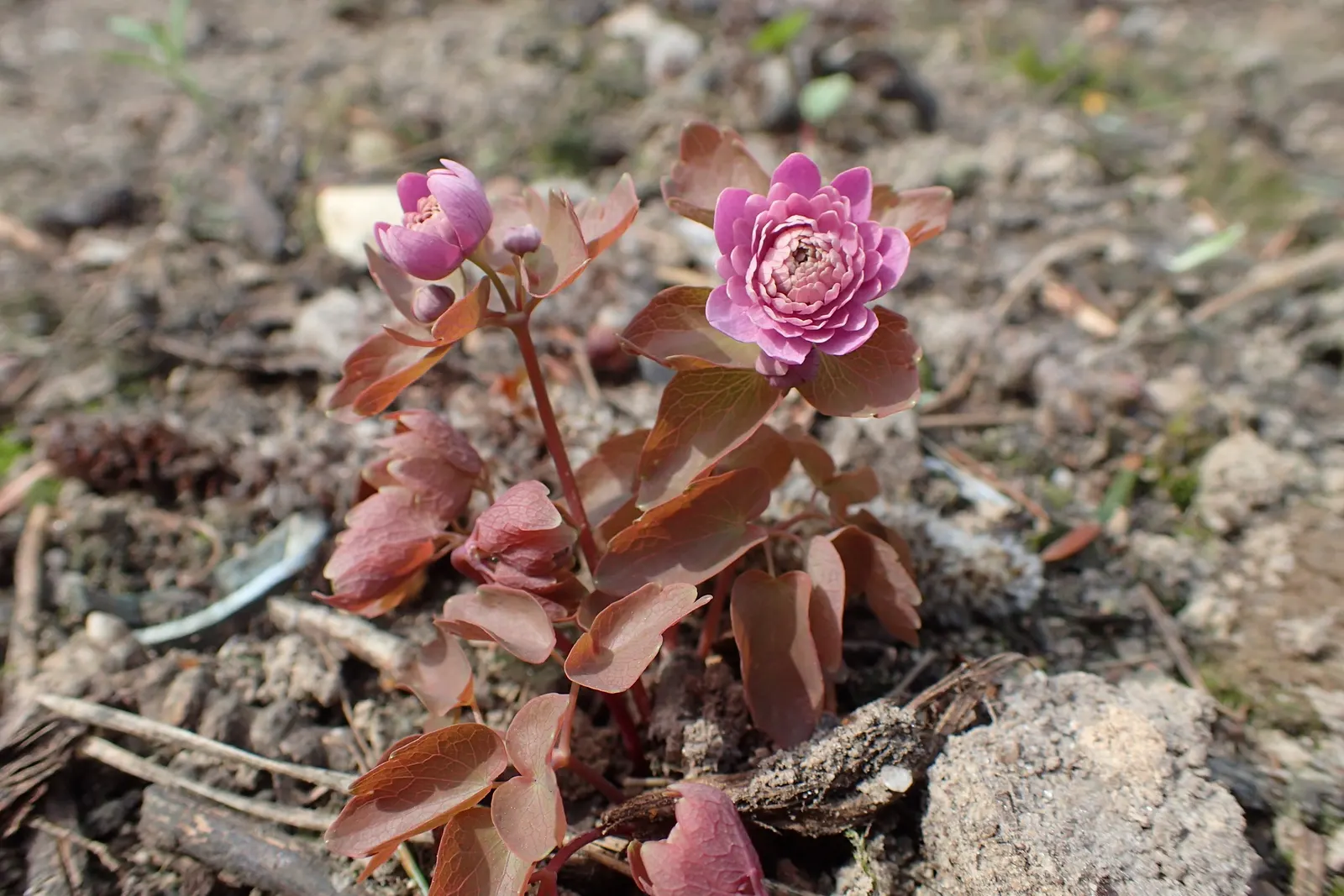 Rue Anemone (Anemonella Thalictroides) — Featuring lacy, basal foliage similar to meadow rue, it reaches 6-9 inches in height; are held aloft by, image 98
