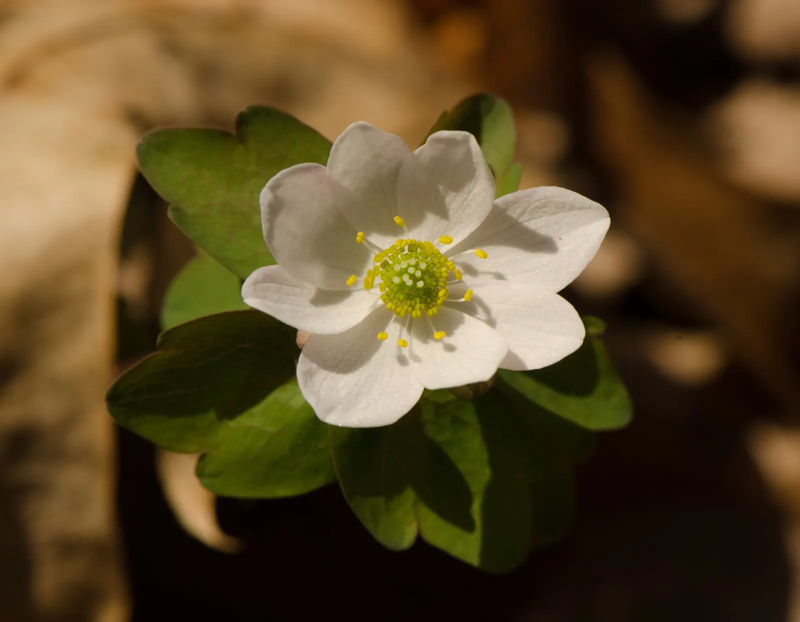 Rue Anemone (Anemonella Thalictroides) — In early spring, it bears white or soft pink blossoms that add a subtle charm to any garden; it requires minimal