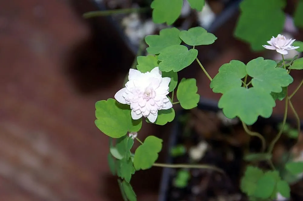Rue Anemone (Anemonella Thalictroides) — this perennial prefers well-drained