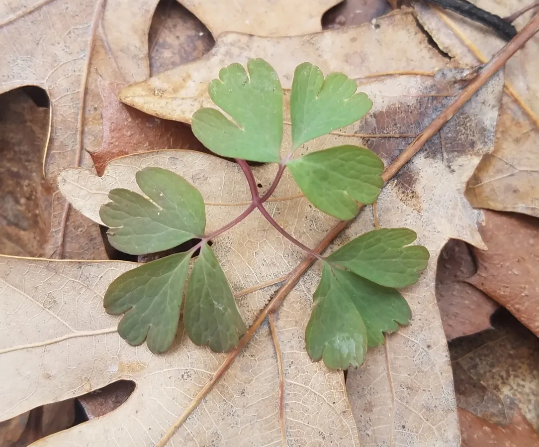 Rue Anemone (Anemonella Thalictroides) — the Rue Anemone displays charming; ideal for naturalized areas, it is a low-maintenance choice for adding, image 56