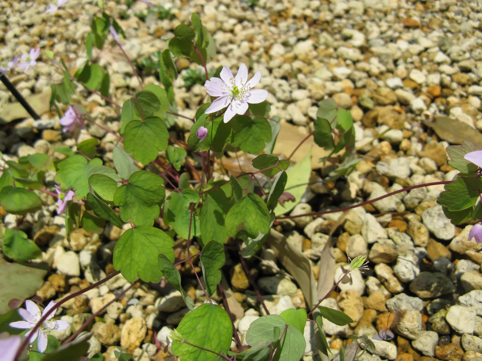 Rue Anemone (Anemonella Thalictroides) — humus-rich soil and thrives in pH conditions ranging from slightly acidic to neutral; lobed foliage, image 88